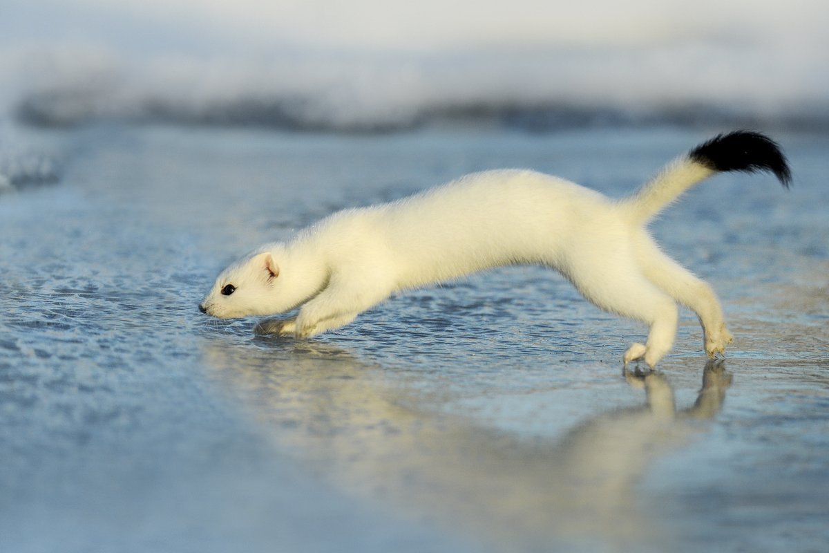 Ласка плавает