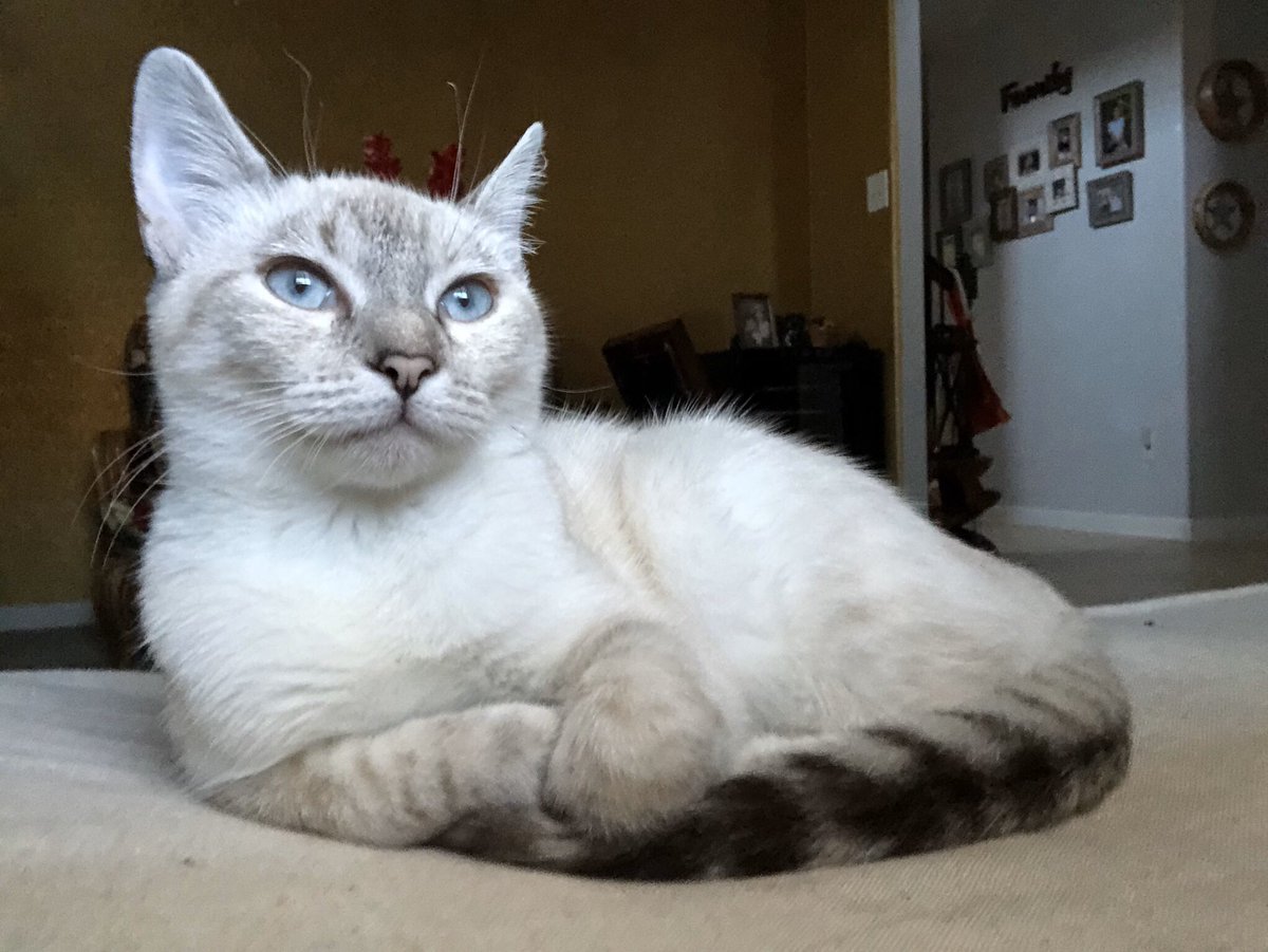 Линкс табби Пойнт