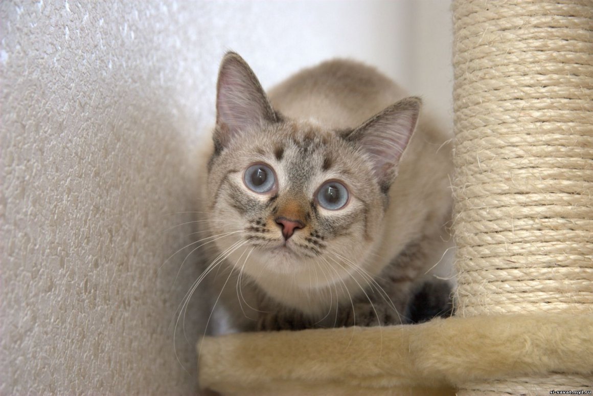 Тайская кошка табби Пойнт