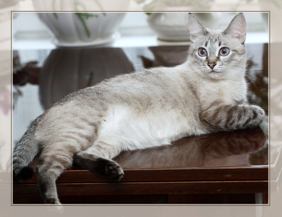 Тайский табби Пойнт