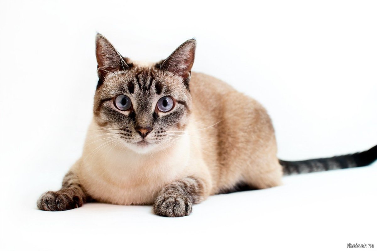 Тайская кошка табби Пойнт