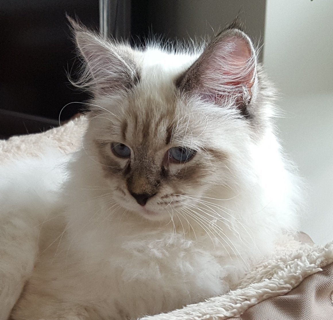 Невская маскарадная Балинезийская