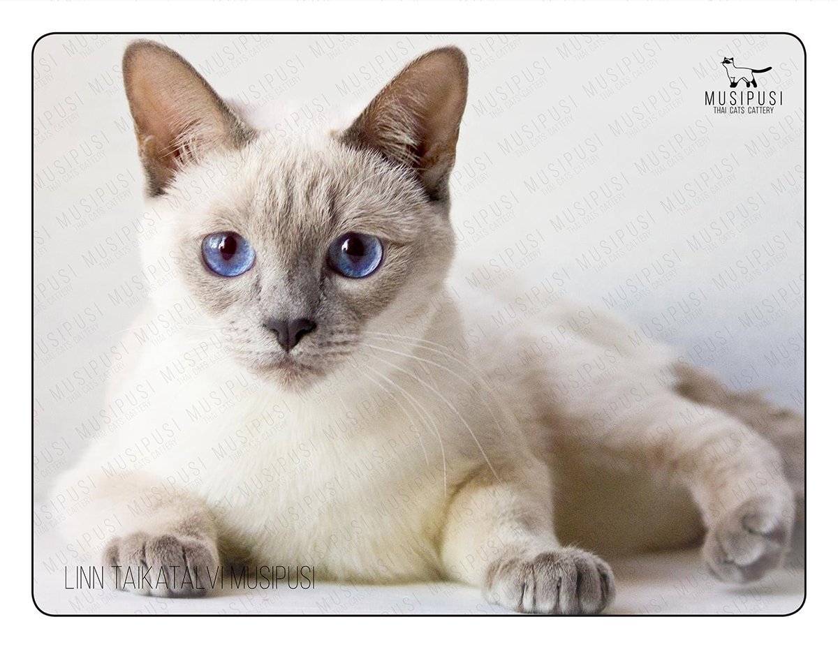 Фавн Пойнт тайская