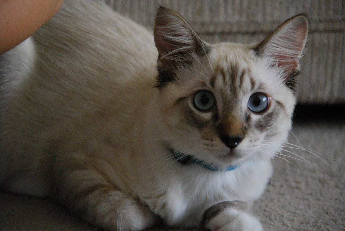 Тебби Пойнт тайская кошка