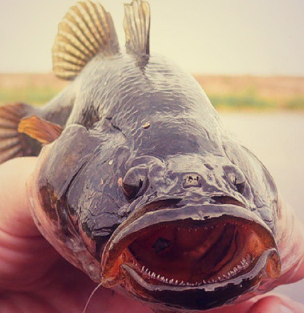 Бычок Азовский