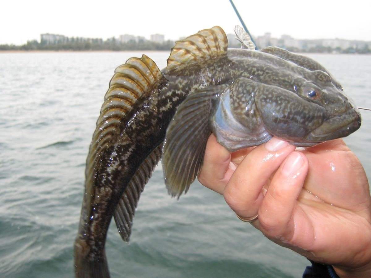 Бычок ГОЛОВАЧ черное море