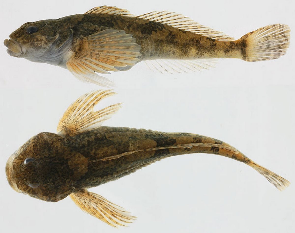 Азовский бычок мартовик