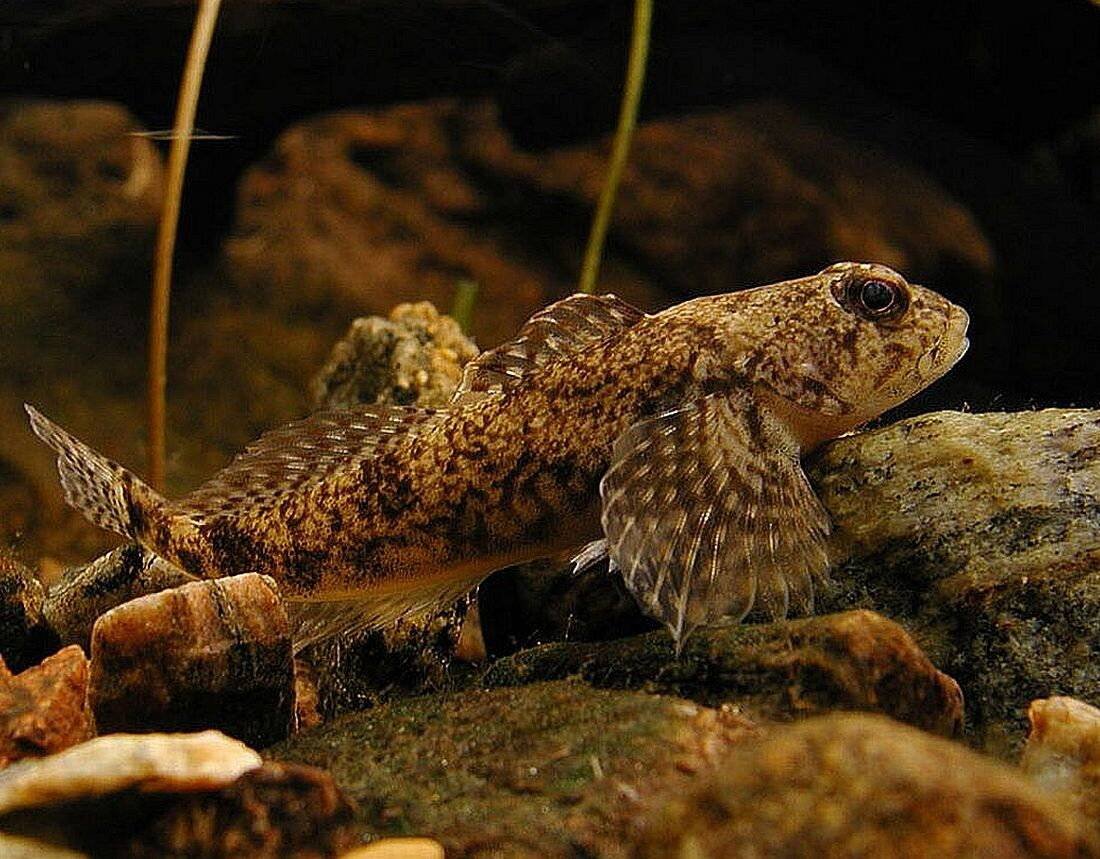 Обыкновенный подкаменщик