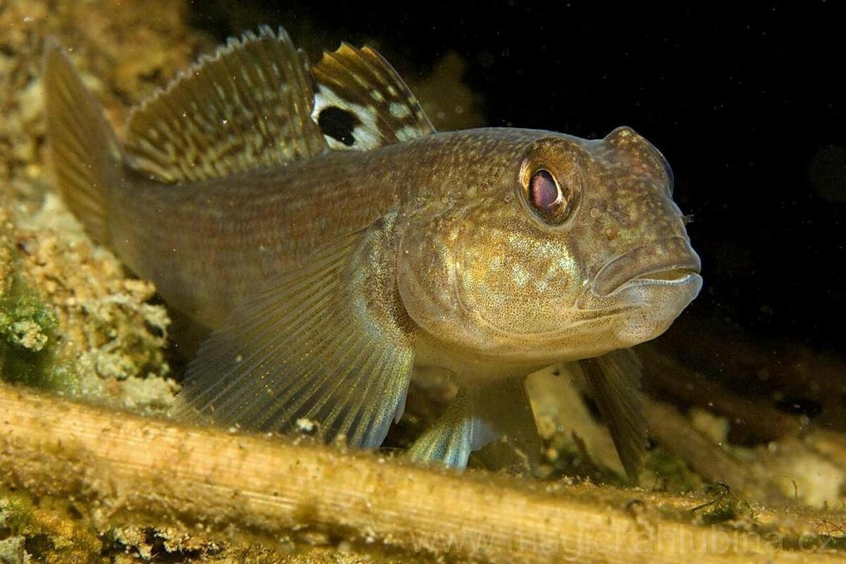 Бычок Азовский