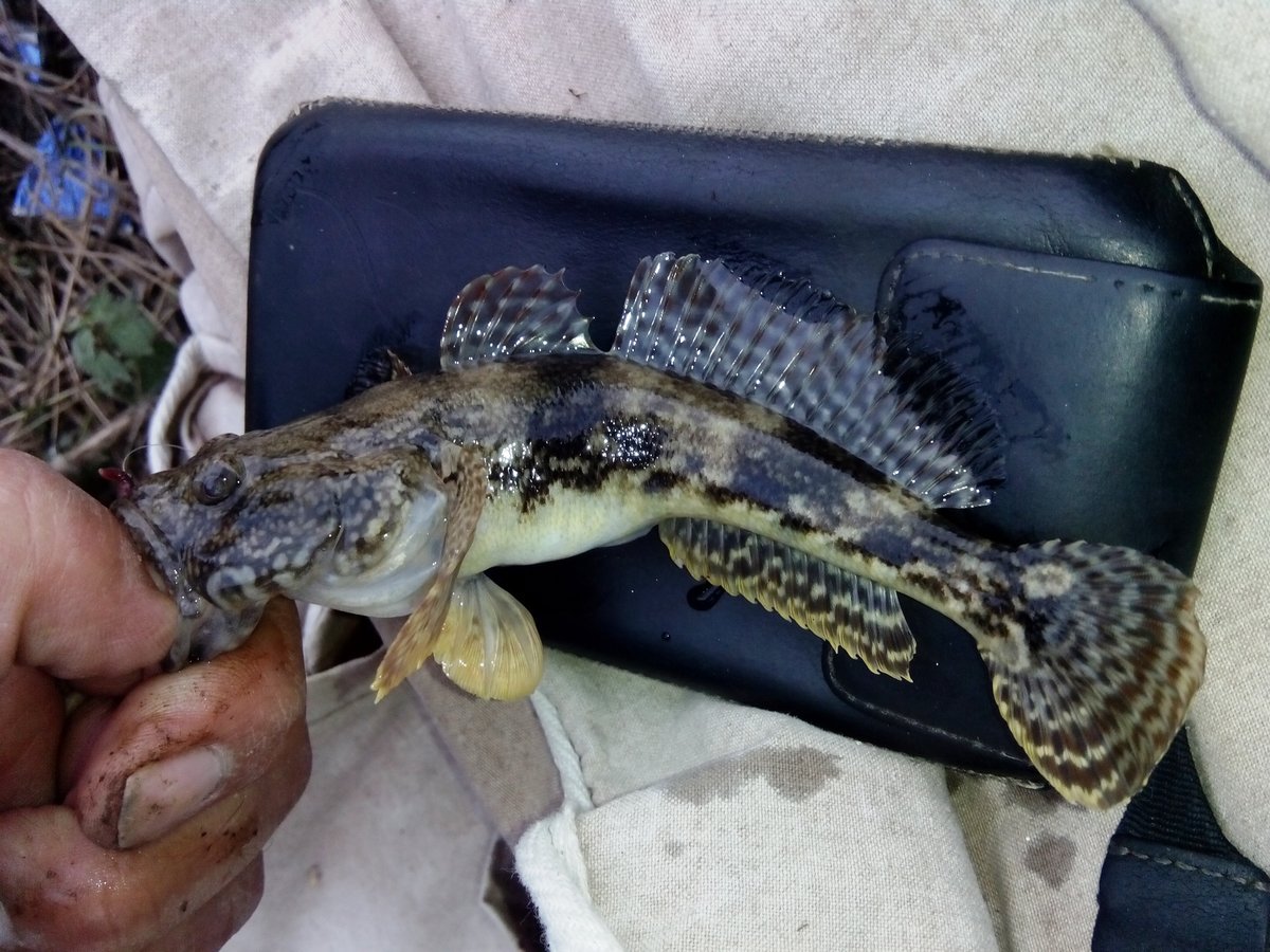 Морской бычок черное море