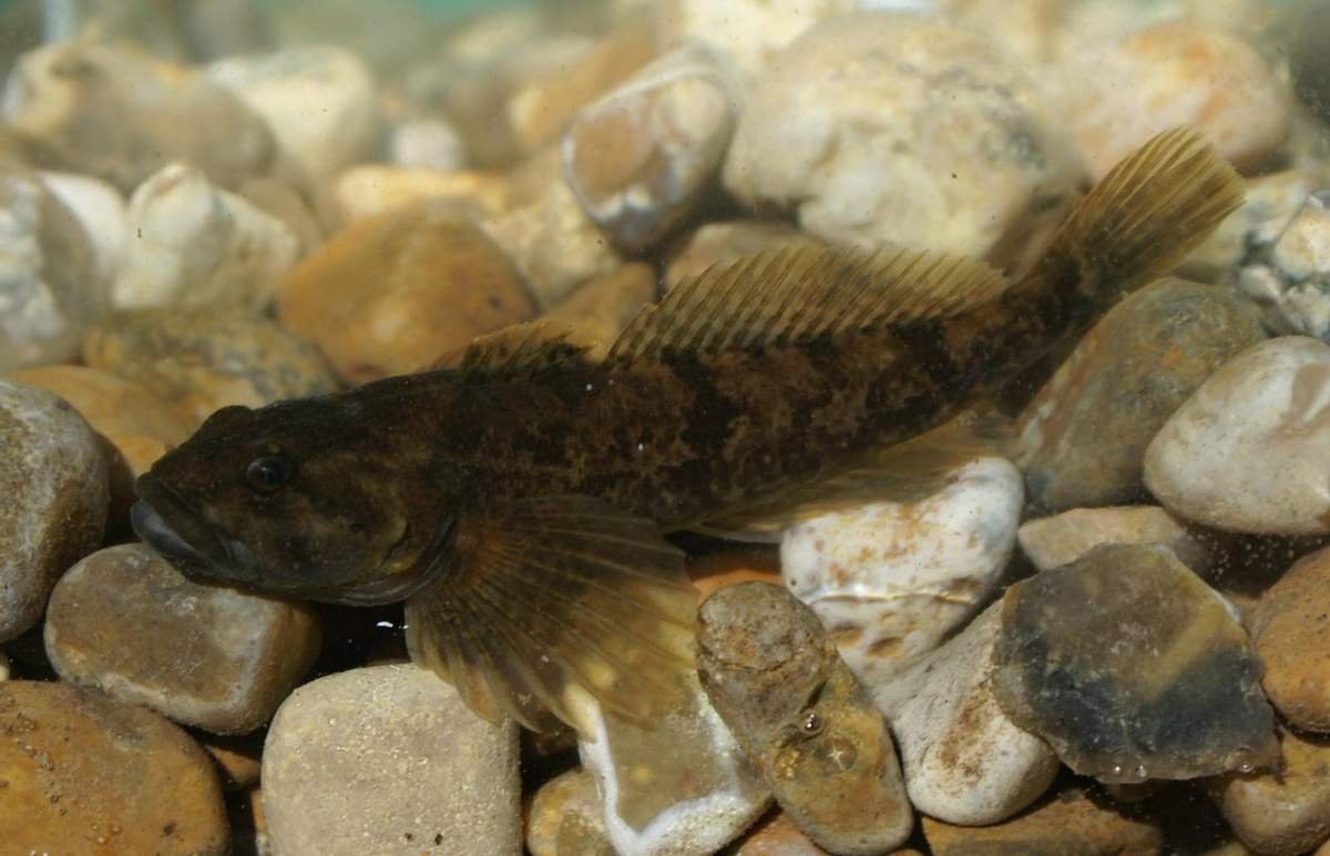 Морской бычок Баренцево море