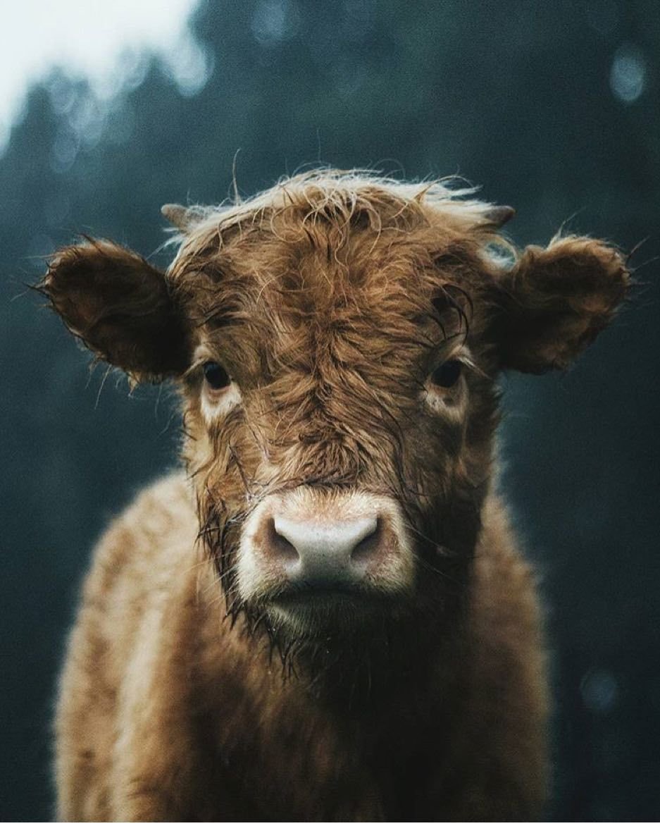 Бычок Бубырь