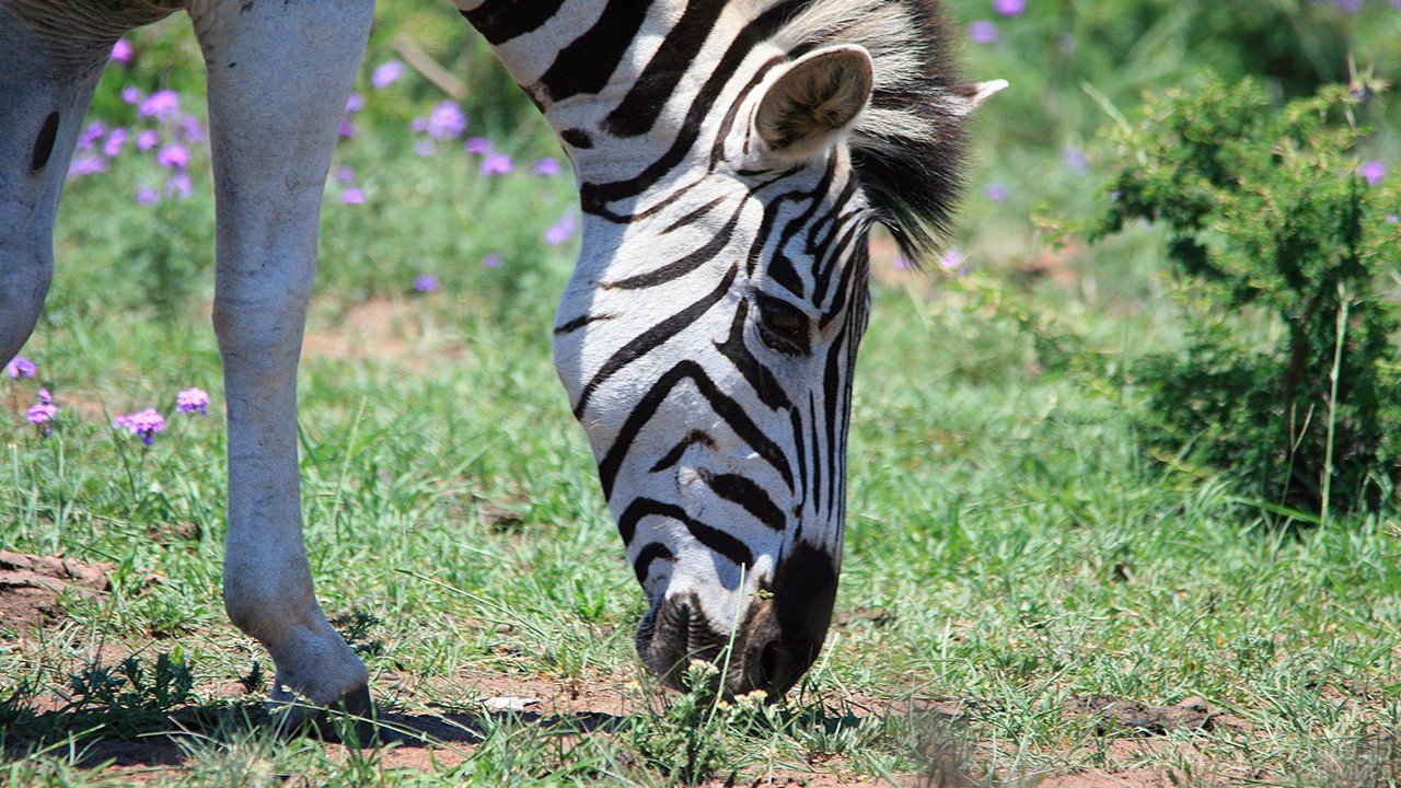 Хвост зебры - 65 фото