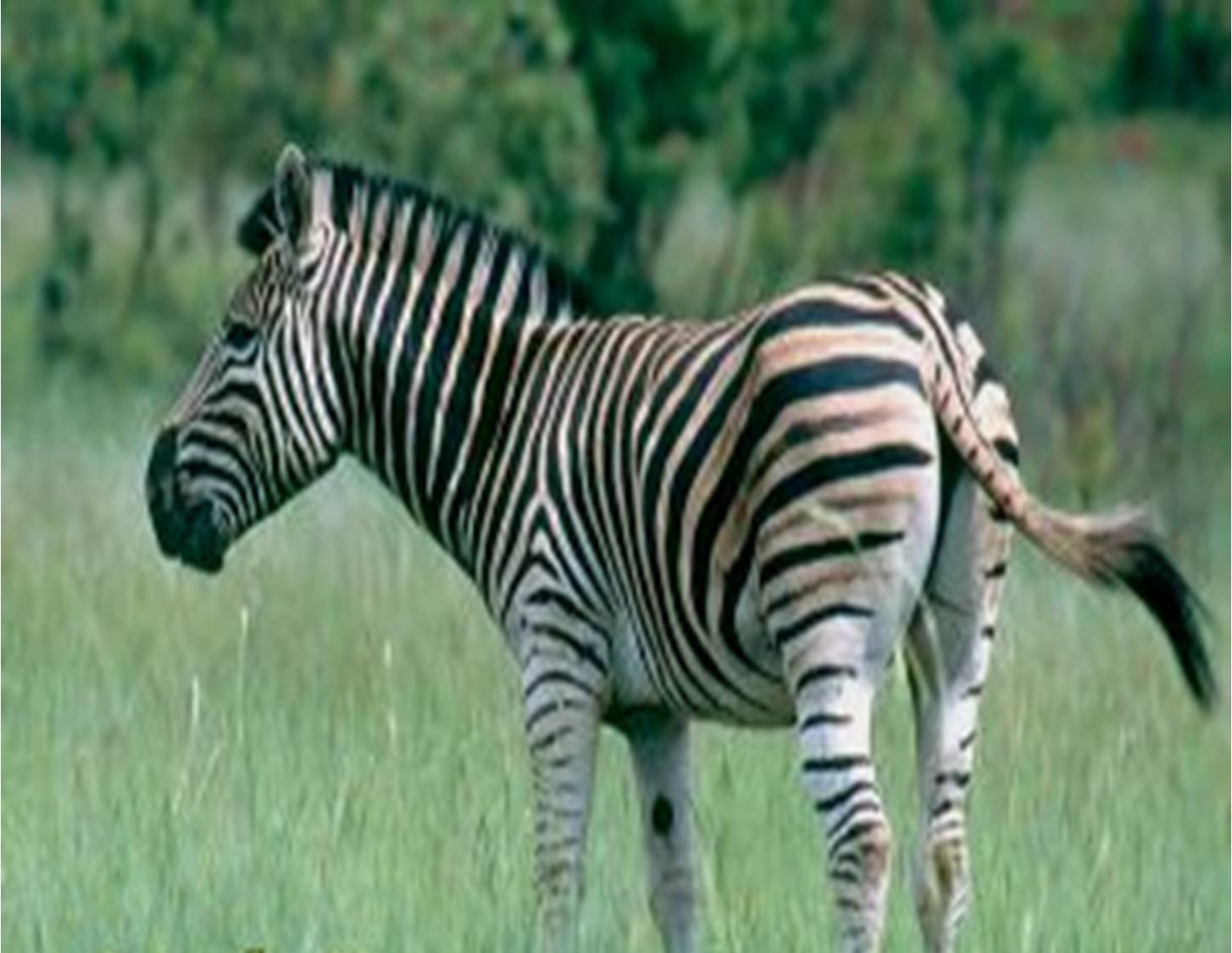 Хвост зебры - 65 фото