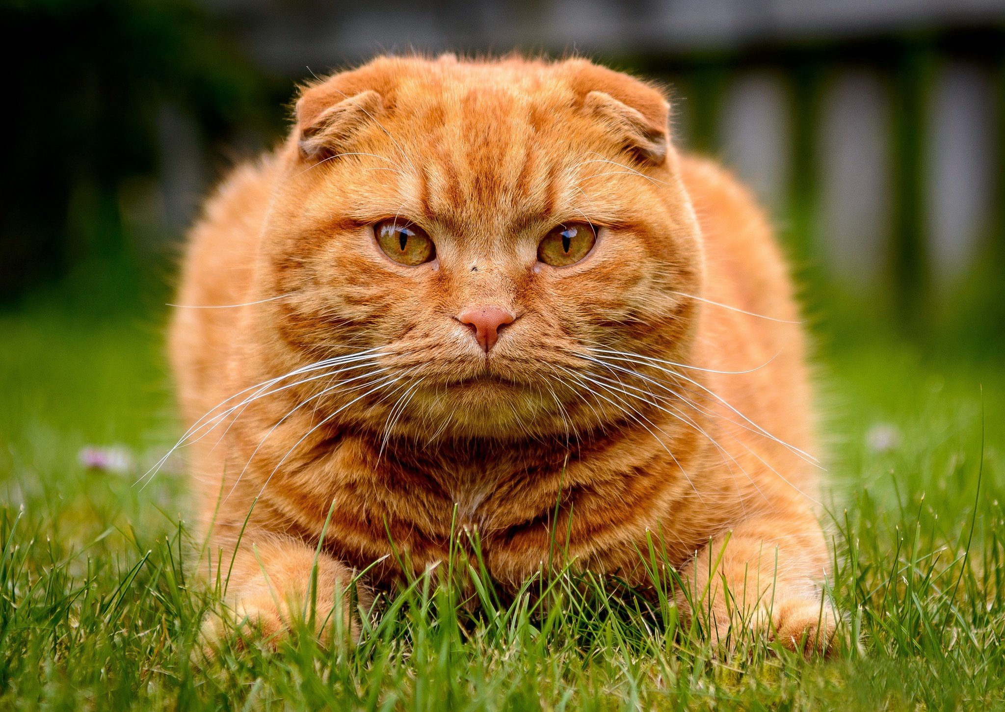 Британская вислоухая кошка рыжая - 75 фото
