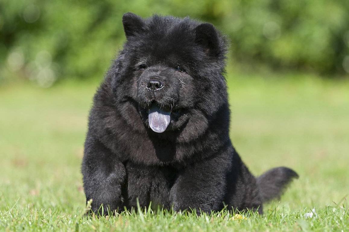 Чау чау Какау