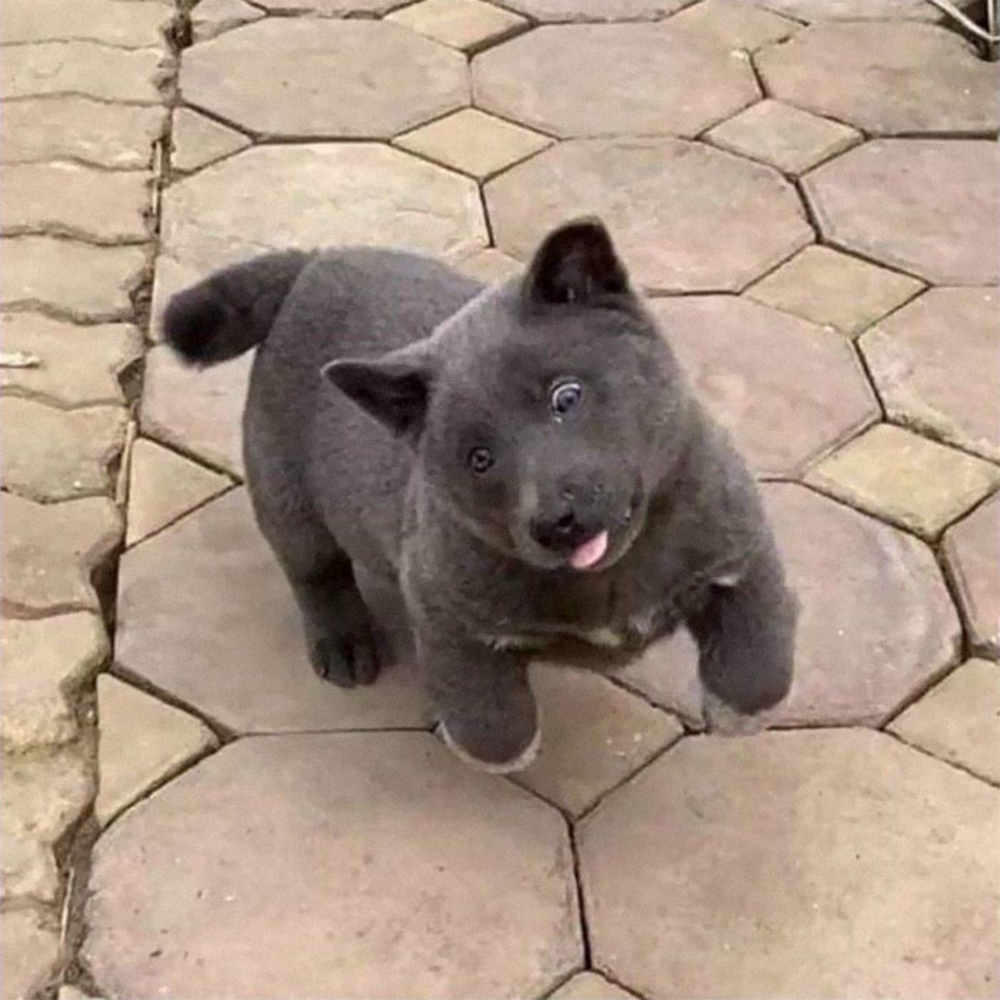 Порода хмонг