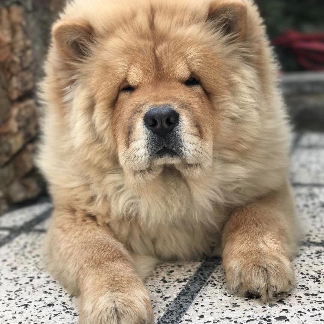 Чау чау и шпиц