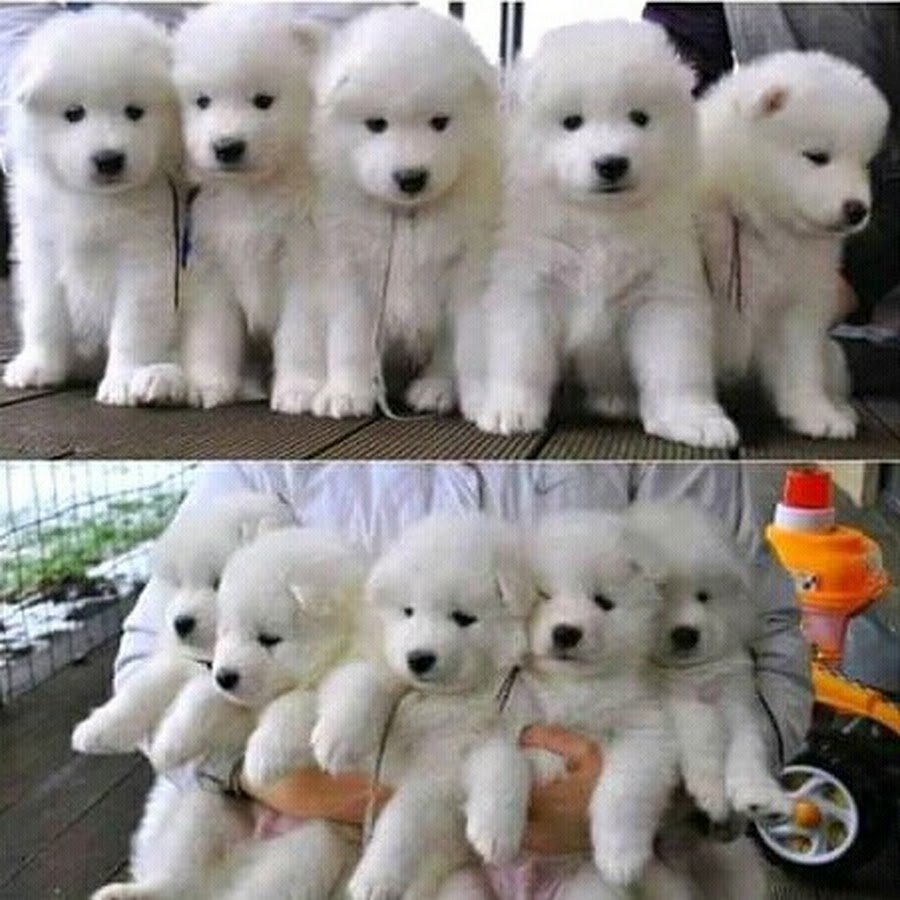 Белая собака похожая на медвежонка