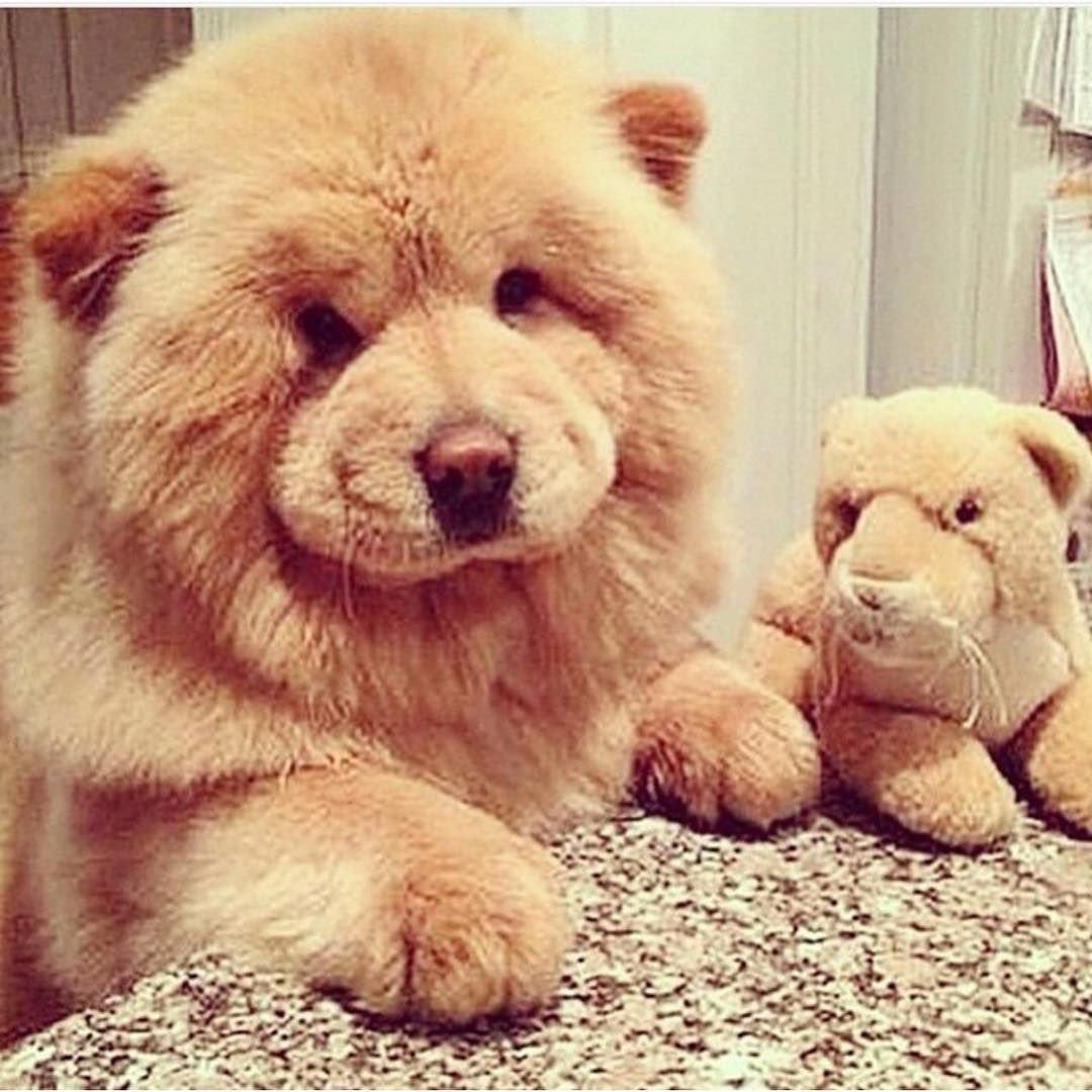 Лохматая собака похожая на медвежонка