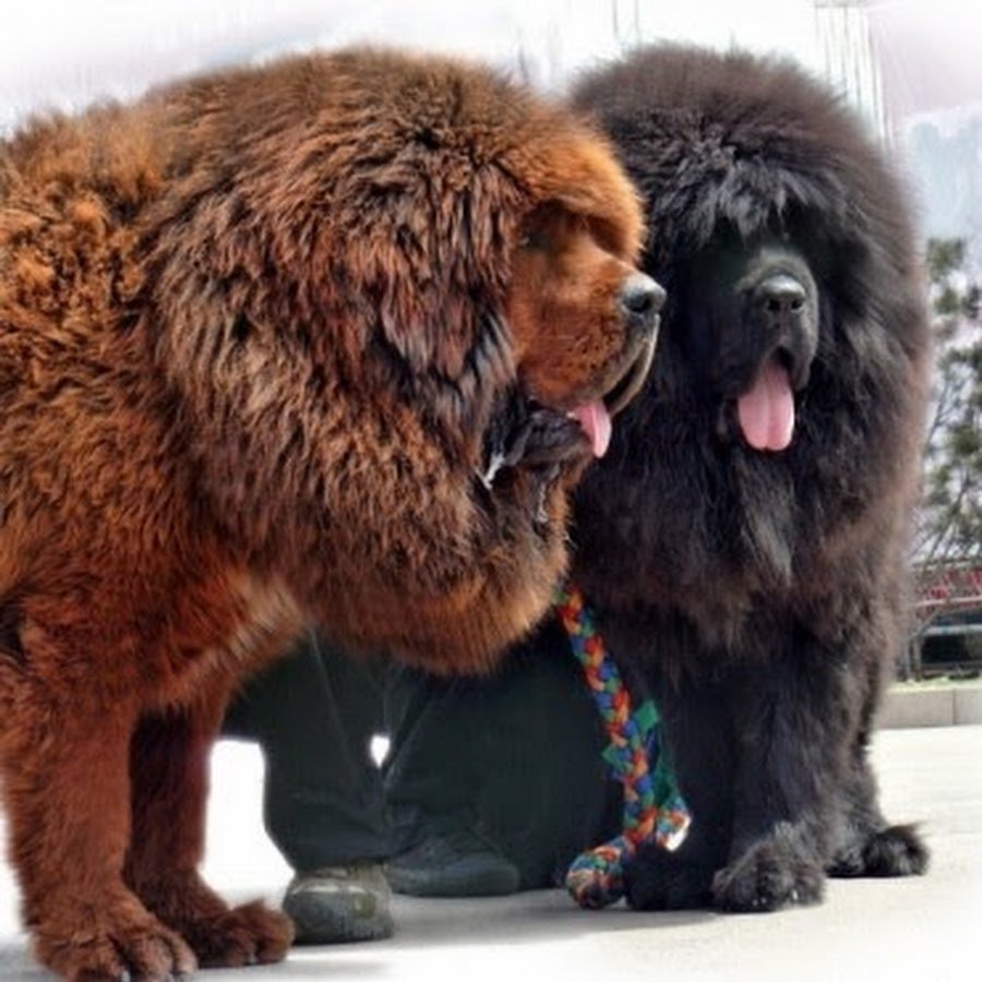 Тибетский мастиф великан