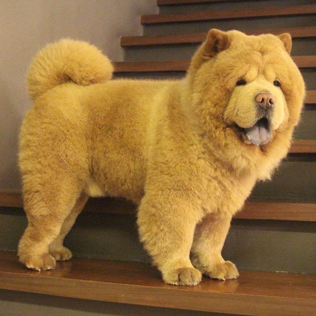 Порода чау чау