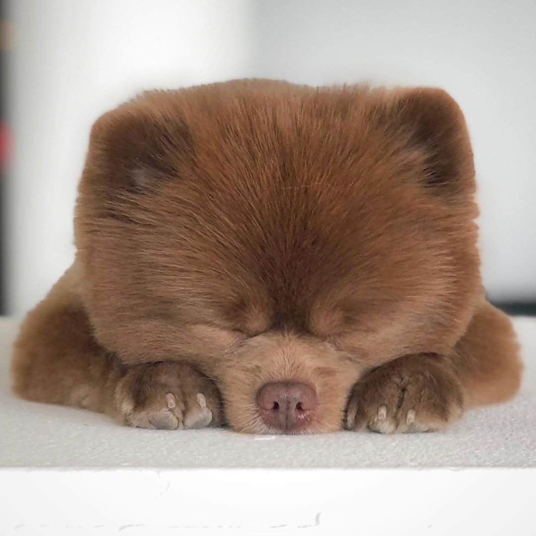 Померанский шпиц Бертрам