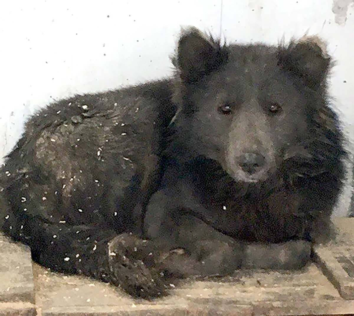 Гибрид волка и медведя