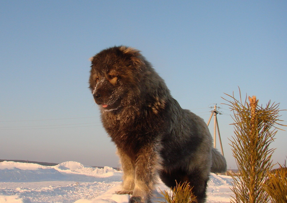 Медвежья Кавказская овчарка