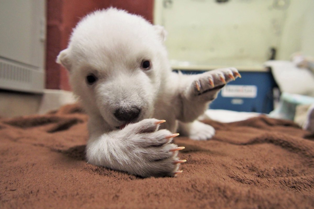 Щенок белого медведя