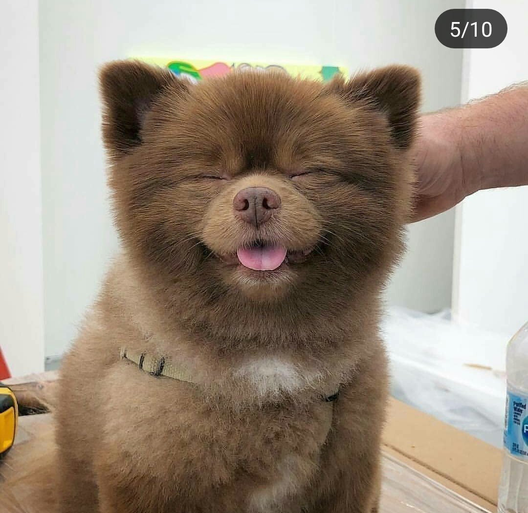 Померанский шпиц Бертрам