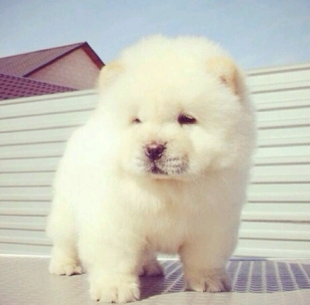 Чау-чау собака маленькая