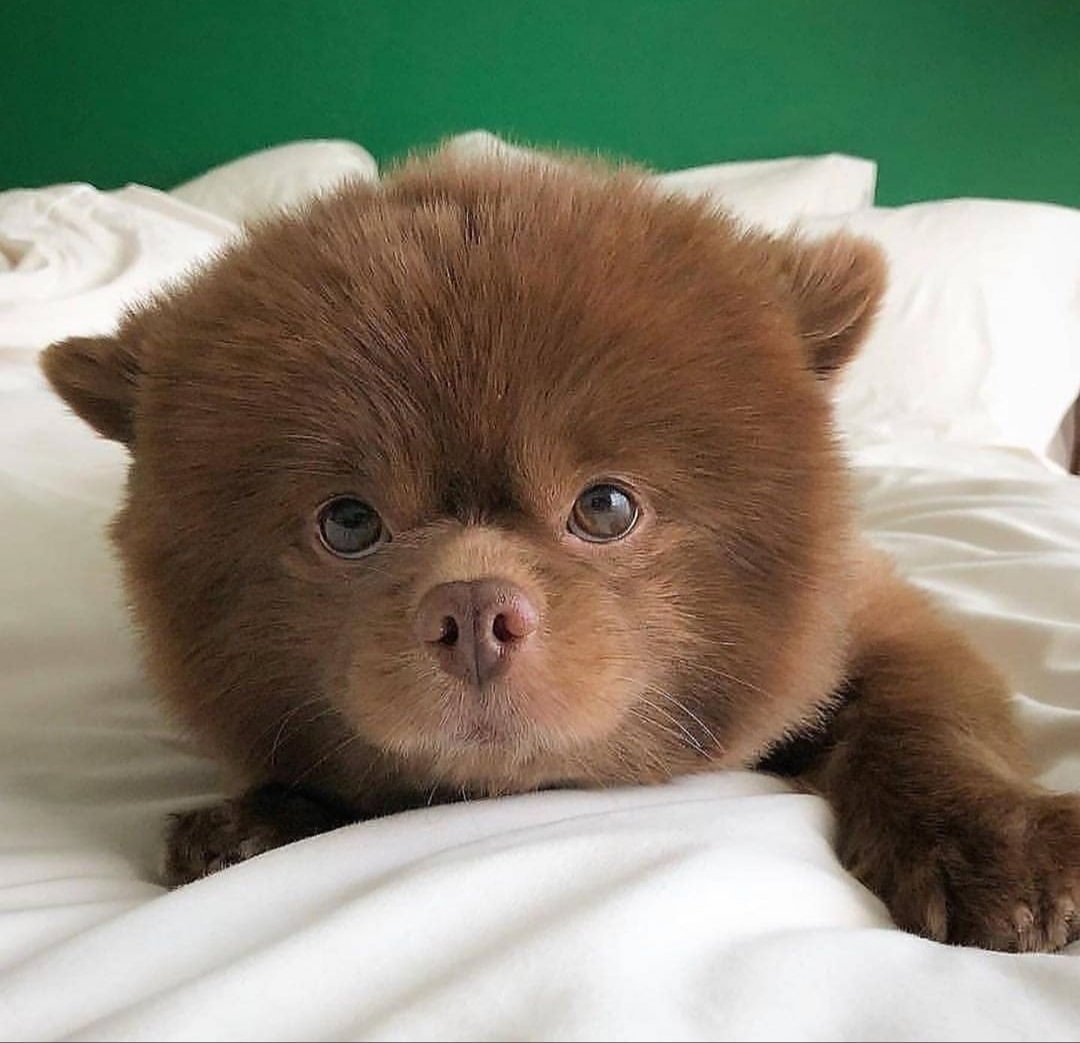 Померанец шпиц мишка