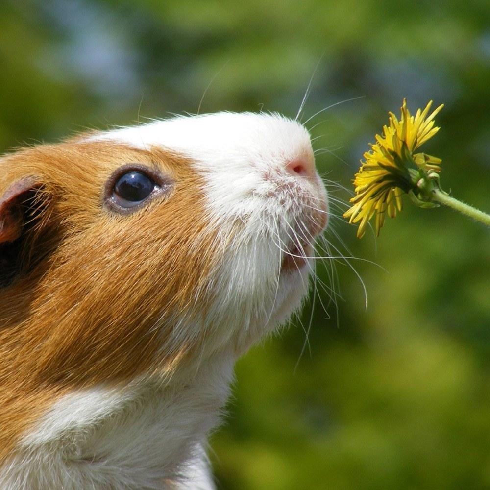 Морская Свинка мордочка