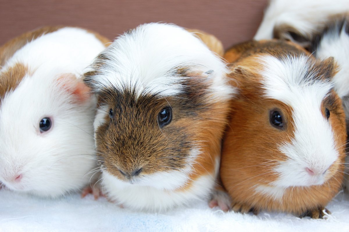 Злая морская Свинка