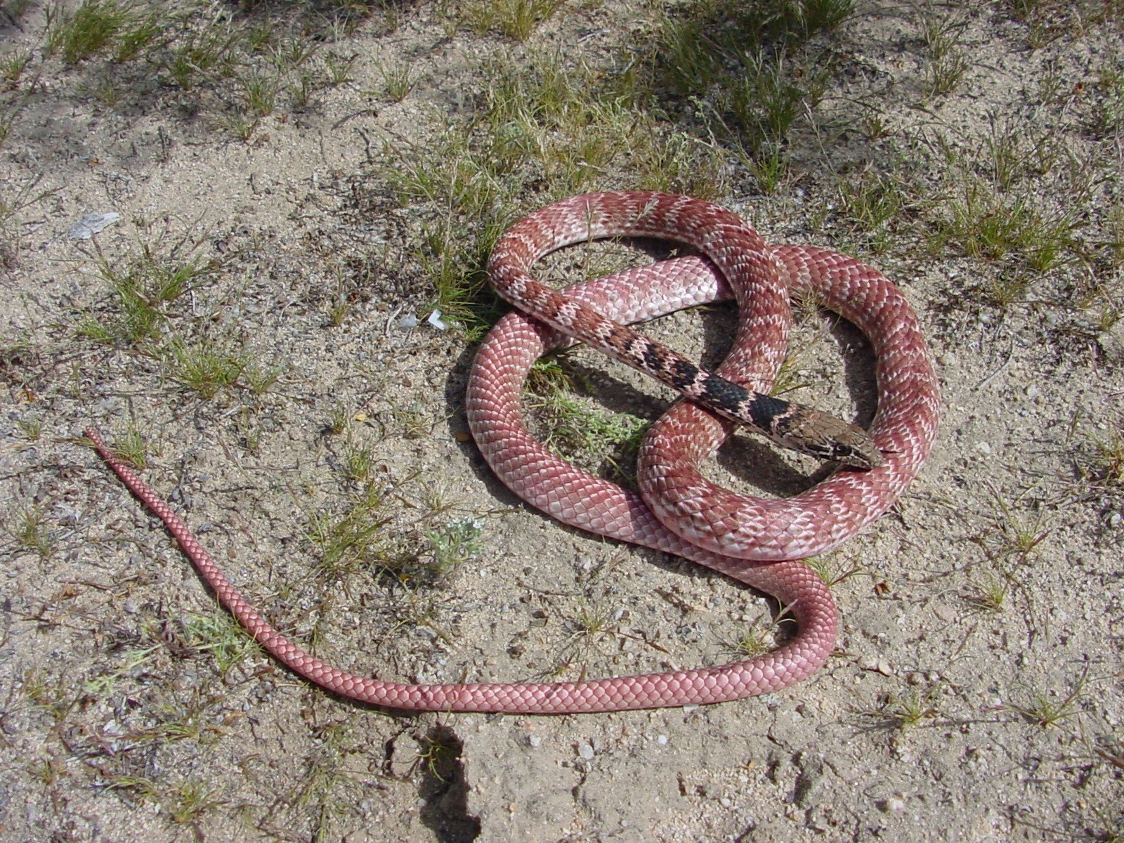 Змей сибири. Розовые змеи. Красная змея. Ядовитые змеи средней Азии. Змеи Сибири.