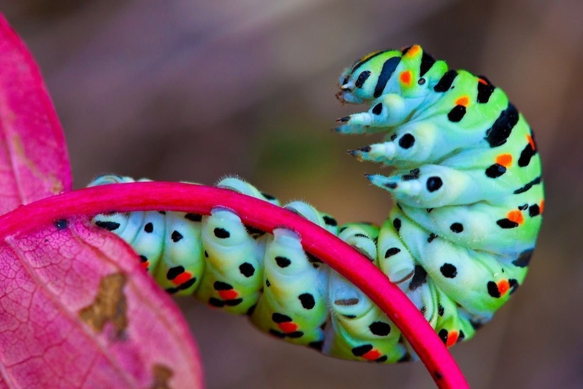 Гусеница Махаона ядовитая