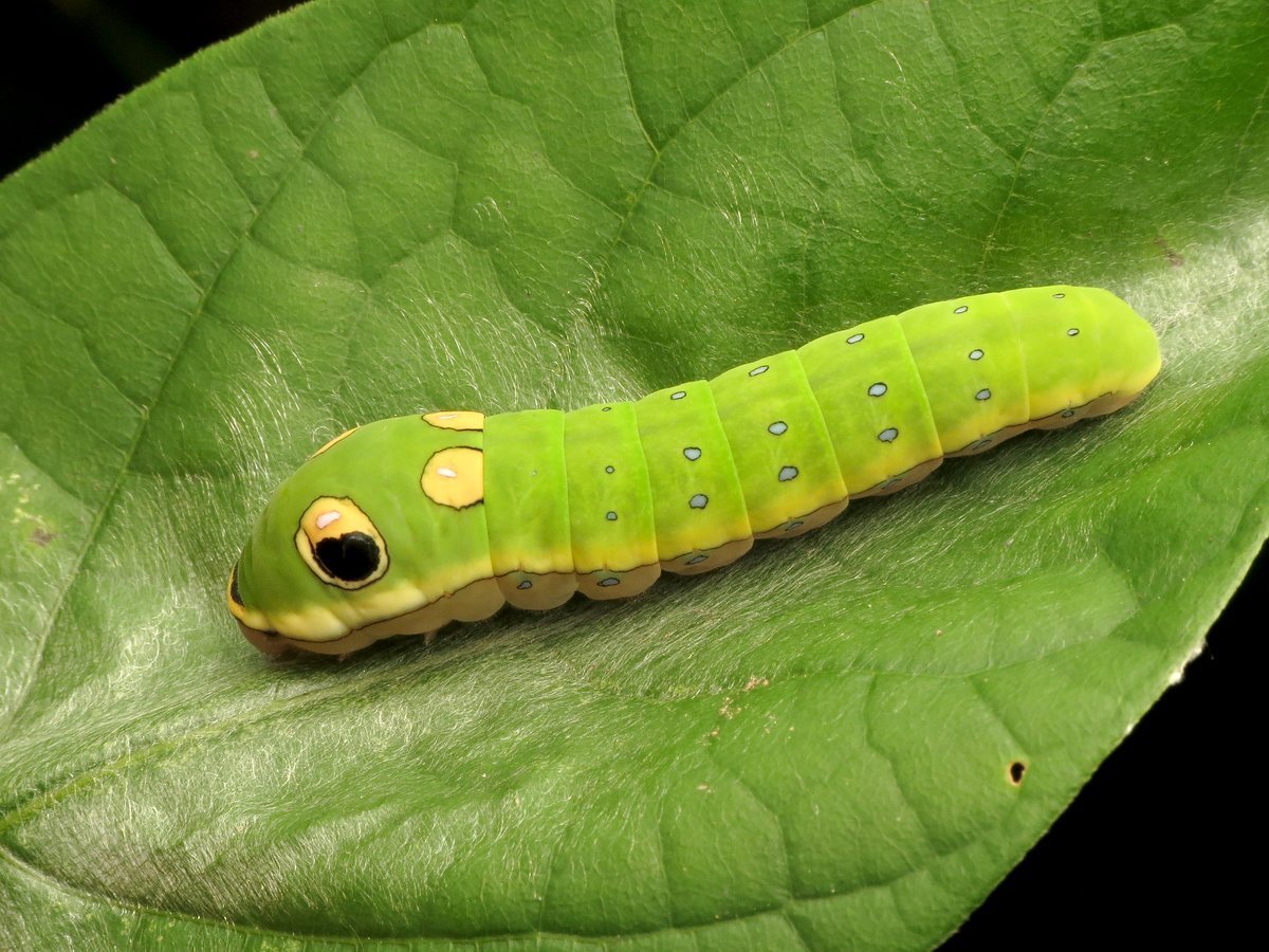 Катерпиллер бабочка