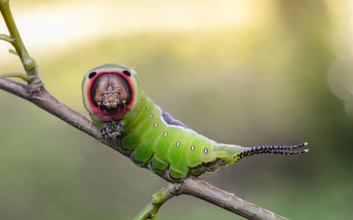 Гусеница Макросъемка