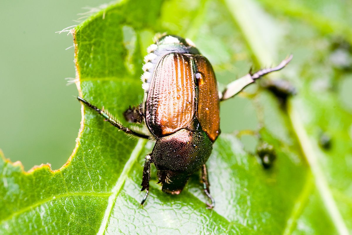 Внешнее строение майского жука