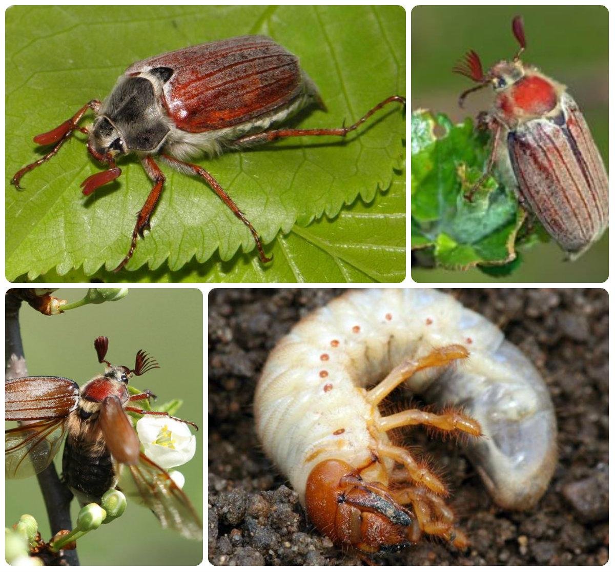 Жук строение жука майского