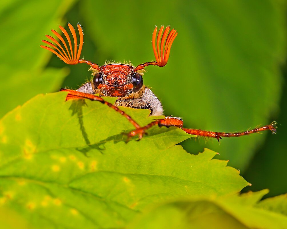 Майский Жук самец и самка