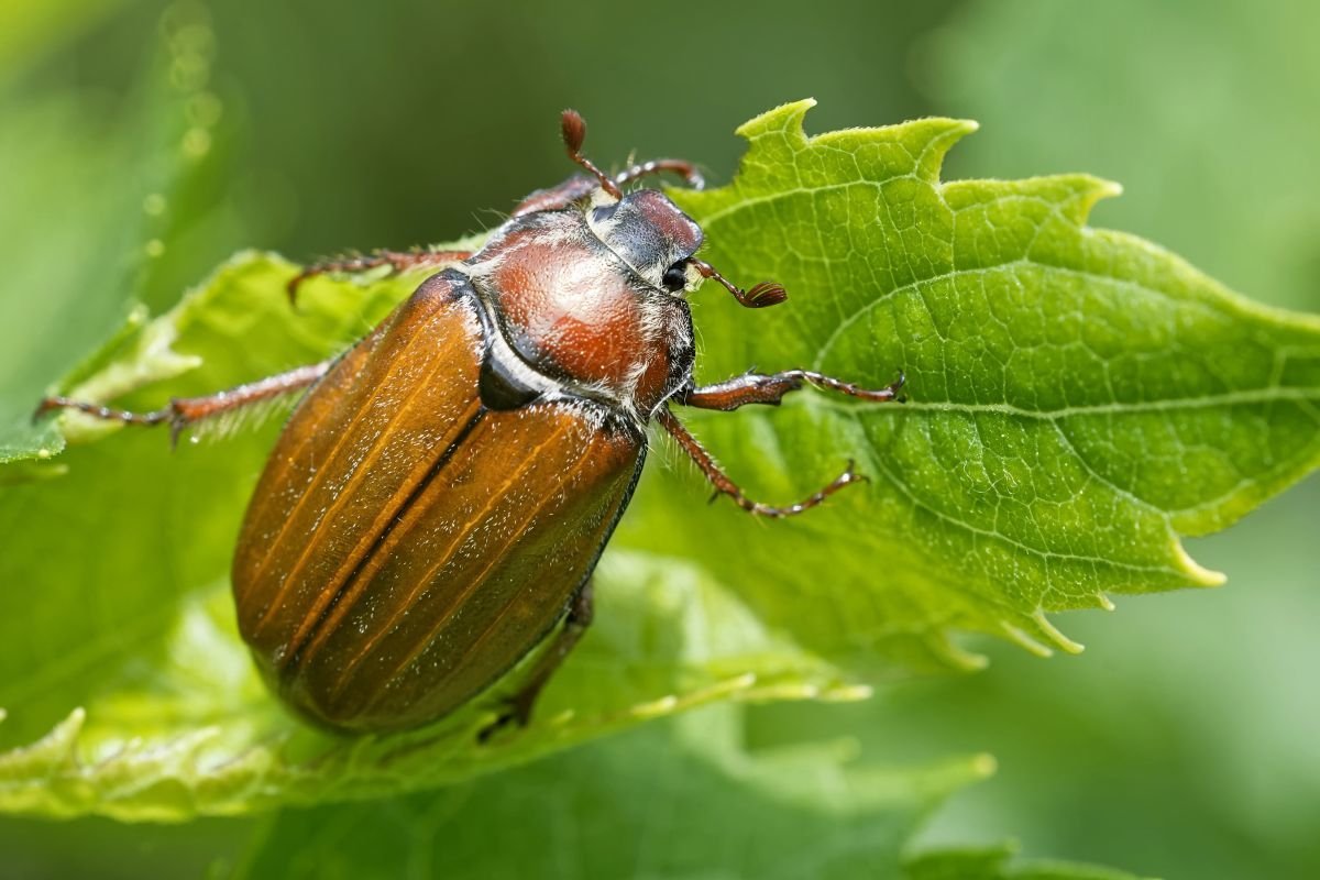 Яблочный Жук