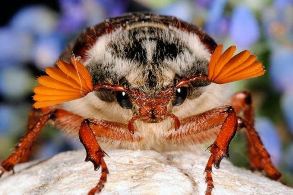 Симфония майского жука