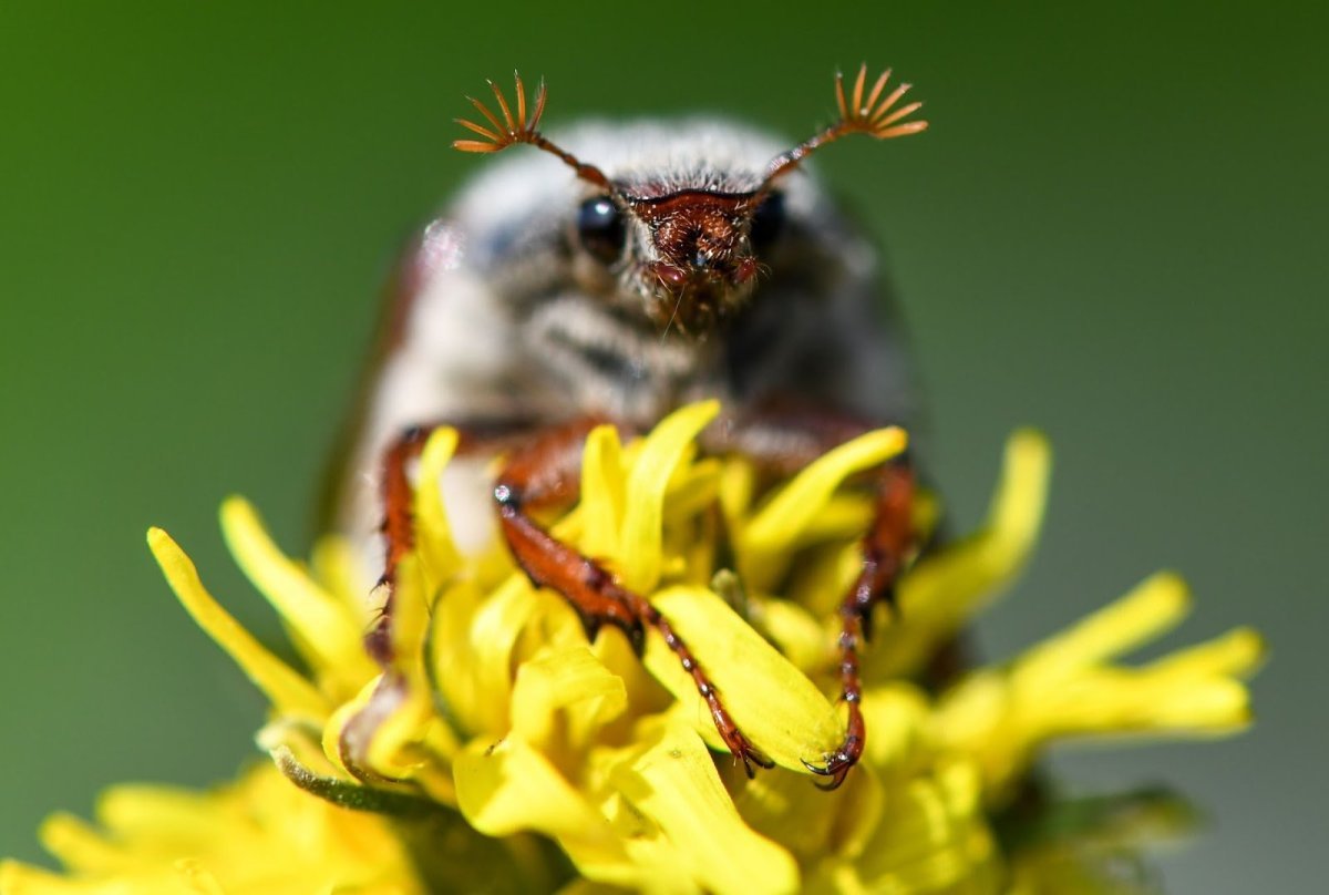 Хрущ Жук милый