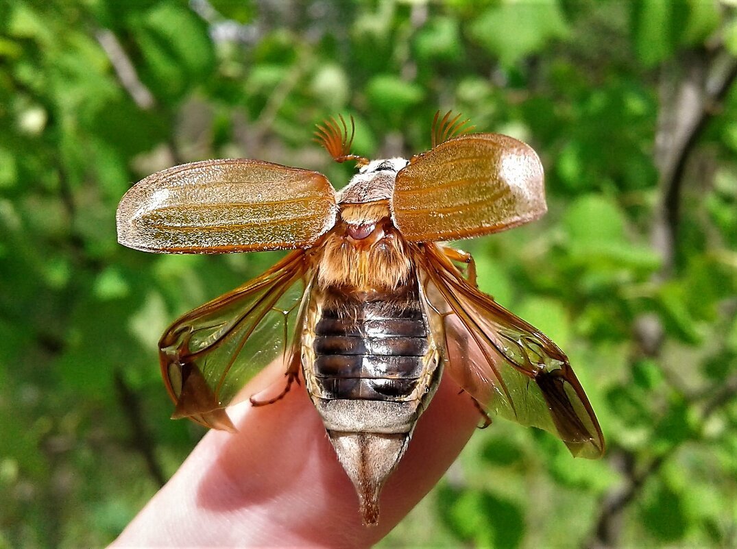 Майский Жук пузико