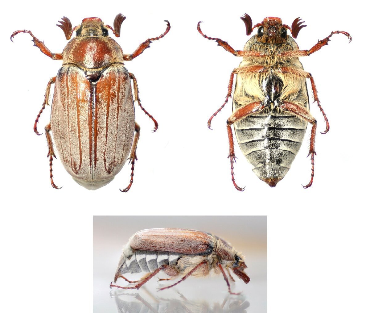 Восточно Майский хрущ Жук