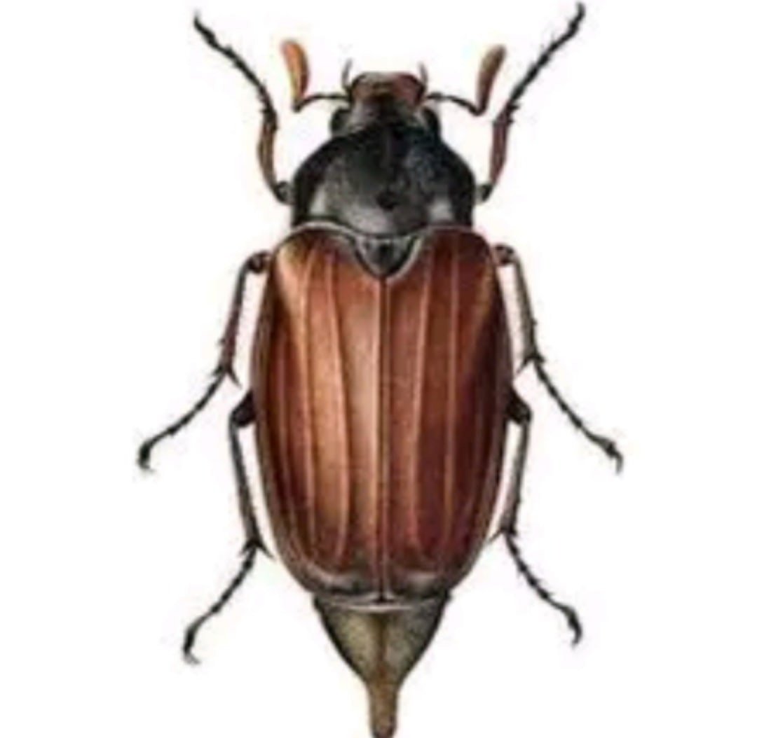 Ареал обитания майских Жуков