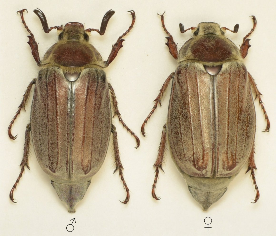 Восточный Майский хрущ личинка