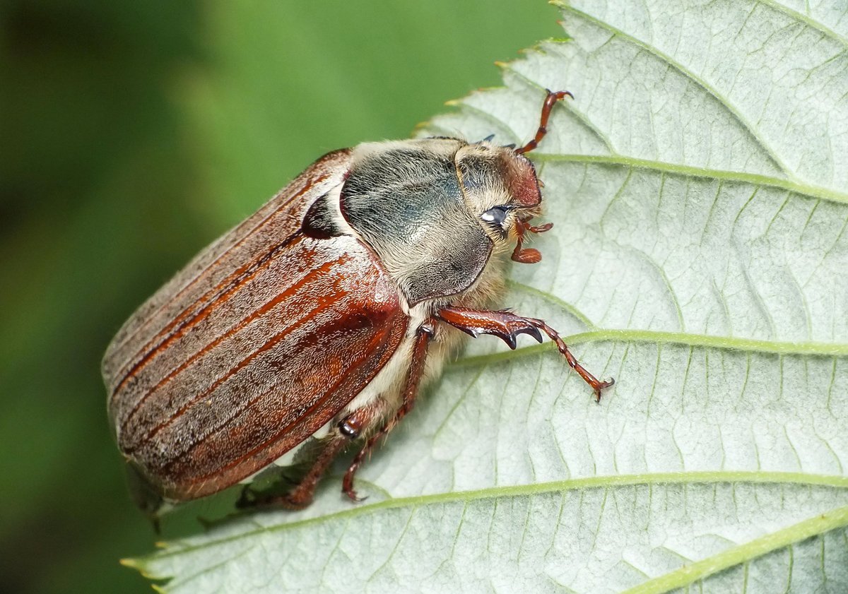 Майский Жук с усиками